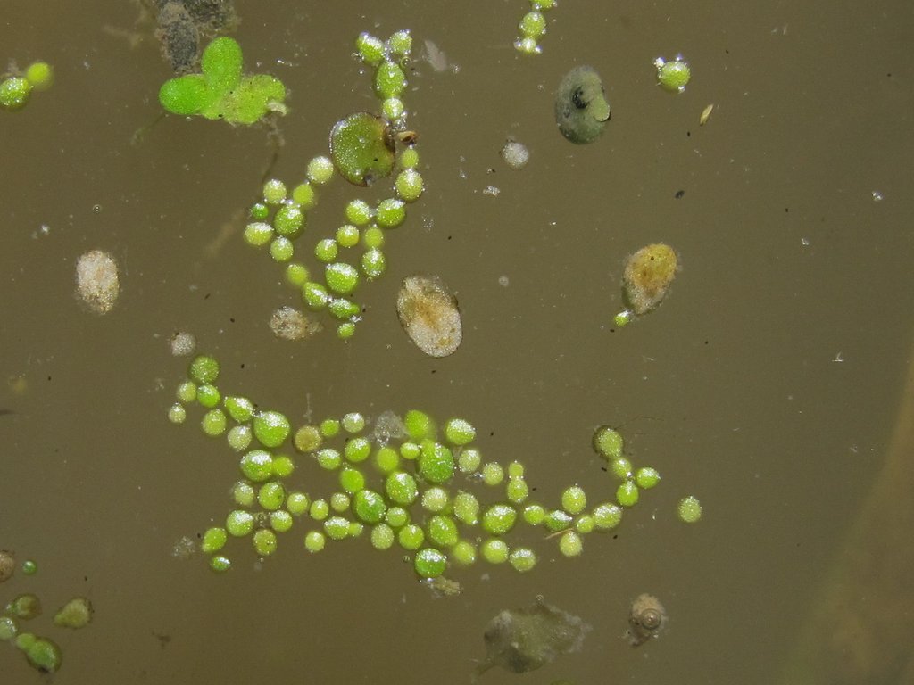 Wolffia arrhiza